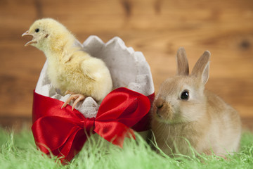 Easter chicken, Bunny and decoration in wooden background