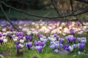 Stoff pro Meter Krokuswiese im Frühling © marcelheinzmann