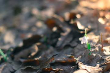 Dry leaf in the spring forest in the sunlight
