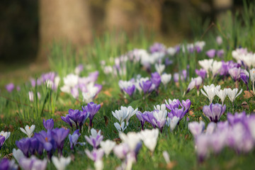 Obraz premium Krokuswiese im Frühling