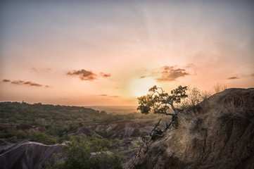 Fototapeta na wymiar African tree at sunset in Marafa - Africa