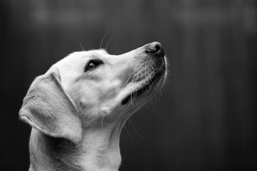 Labrador Head Shot