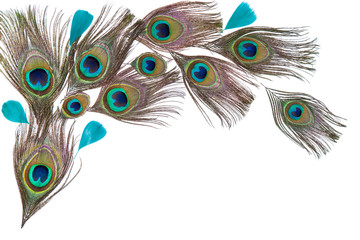 Obraz premium Green peacock feathers on the white background