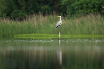 grey heron, ardea cinerea, Czech republic