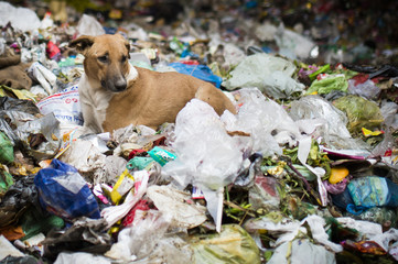 Dogs in garbage dumping grounds trash garbage in India