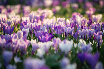 Krokuswiese im Frühling