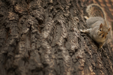 Beautiful cute squirrel in Hyde Park in London walking on the branch of a tree at sunset