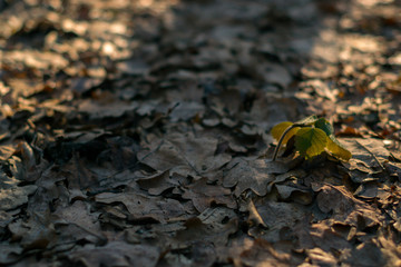 Dry leaf in the spring forest in the sunlight
