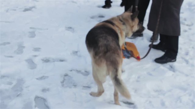 Dog on leash in winter/East-European Shepherd breed of dog on a leash with a man
