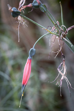 phaedranassa cinerea