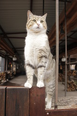 grey cat on the street