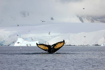 Humpback whale tail, showing on the dive, Antarctic Peninsula © reisegraf