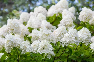 Crédence de cuisine en verre imprimé Hortensia hortensia en fleurs blanches