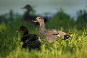 duck, Czech republic