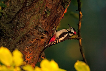  great spotted woodpecker, dendrocopos major, Czech republic