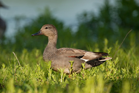 duck, Czech republic