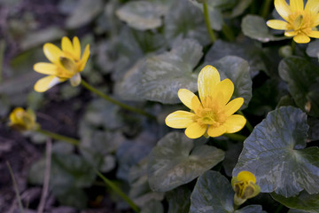 Closeup image of lesser celandine flowers (Ranunculus ficaria).