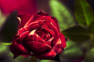 A rose blossom