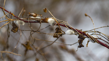 A willow branch twined with another plant