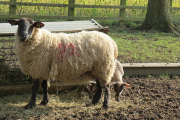 Sheep and lambs