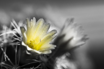 A black and white cactus with a yellow blossom
