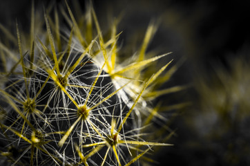 A black and white cactus with yellow thorns
