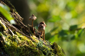 Tiny mushrooms on a tree stump