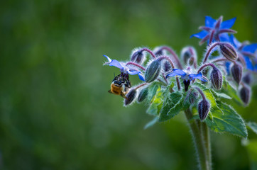 A bee collecting nectar
