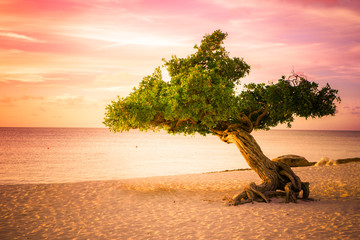 Beautiful divi divi tree at sunset on beach in Aruba - obrazy, fototapety, plakaty