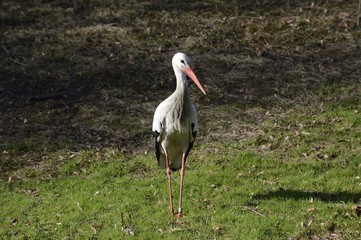 Storch auf Suche nach Nistmaterial