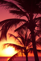 Fototapeta na wymiar Colorful sunset and silhouetted tropical palm trees