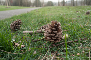 pommes de pin dans l'herbe