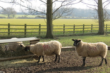Sheep and lambs