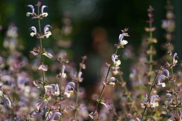 Summer flowers, purple and white