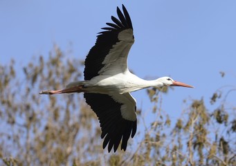 Storch im Flug