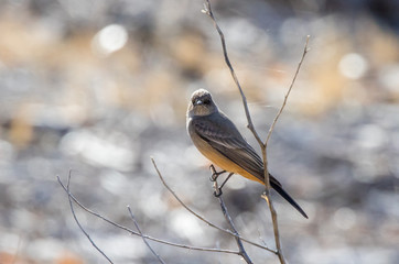 Say's phoebe on perch in central New Mexico