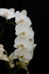 Fototapeta na wymiar Garland of white orchids against a black background