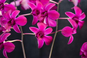 Fototapeta na wymiar Pink showy flowers with white edges
