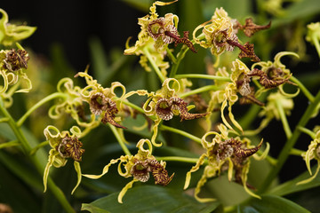 Small curly green and brown orchids