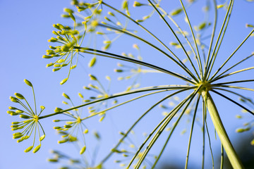 Closeup of a dill umbel with seeds (Anethum graveolens) - obrazy, fototapety, plakaty