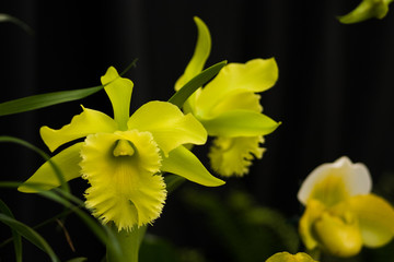 Rare green orchids