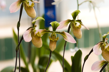 Green and beige pitcher orchid