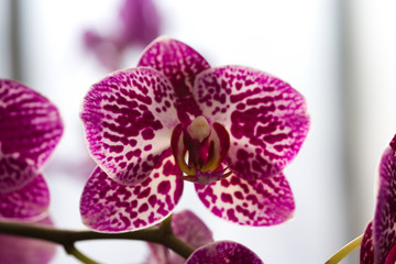 Pink orchid with pink stripes and spots