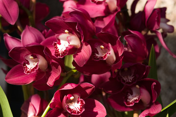 Maroon red rare orchids with white center
