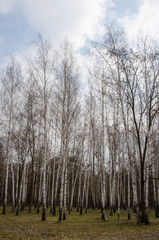 birch trees in early spring