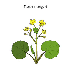 Marsh Marigold or Kingcup Caltha palustris 