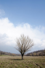lonely tree