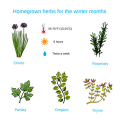 Culinary herbs for winter home garden