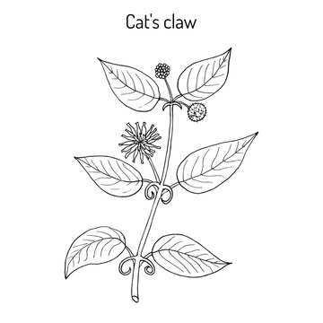 Cat s claw Uncaria tomentosa , or vilcacora, medicinal plant