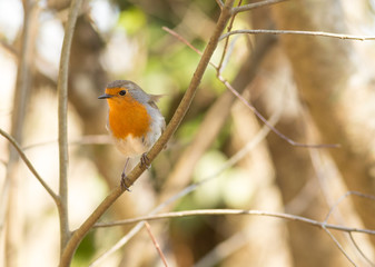 Erithacus Rubecula 